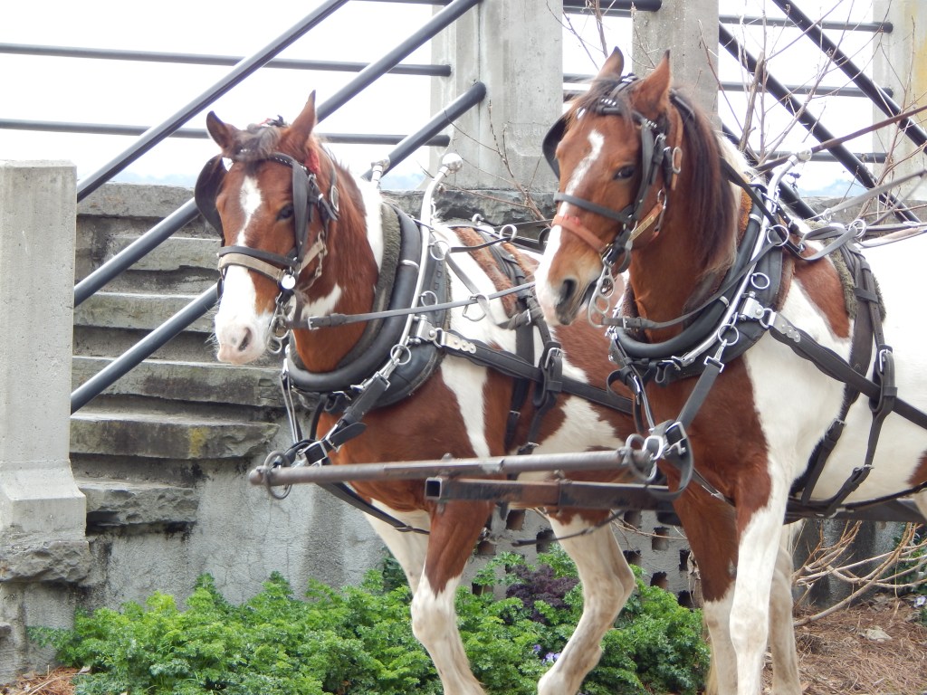 A day in Charleston, SC…a jewel of the South